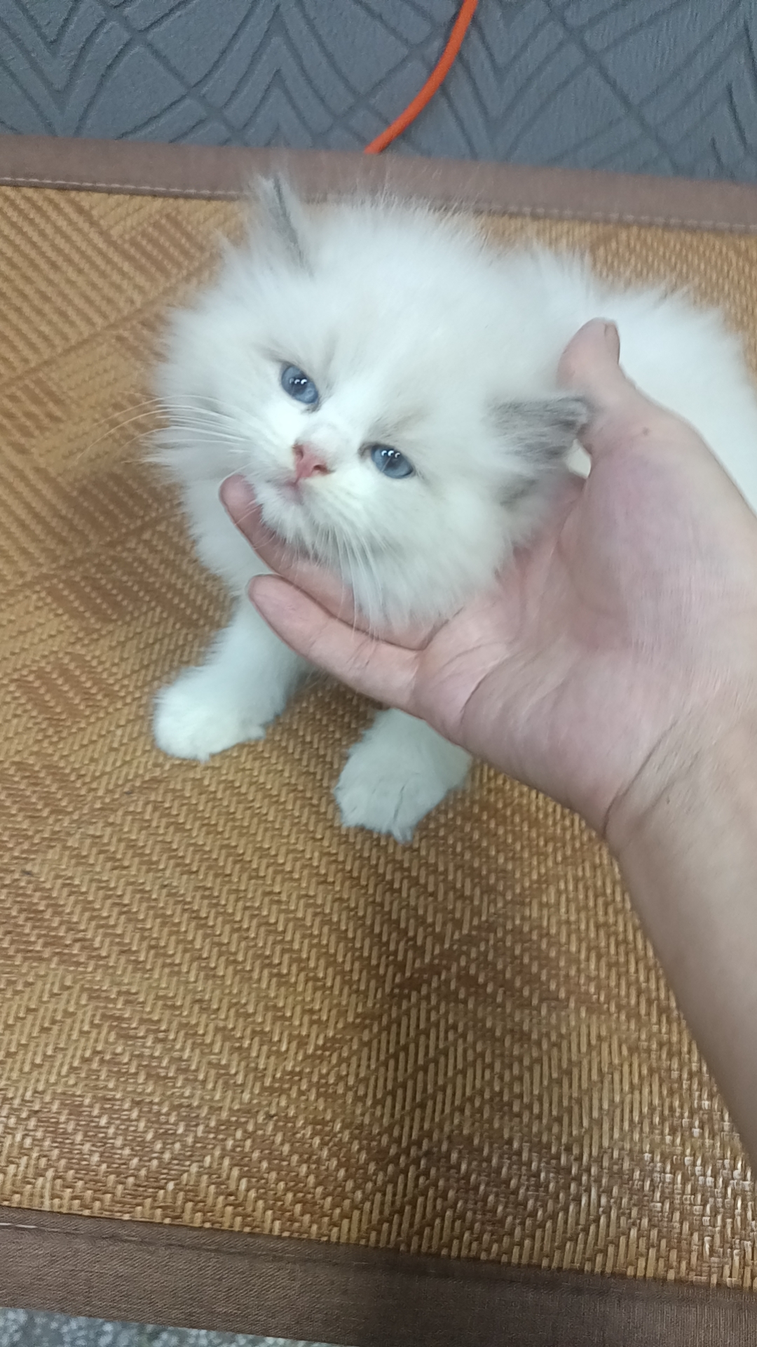 精品新脸版布偶崽崽特价出